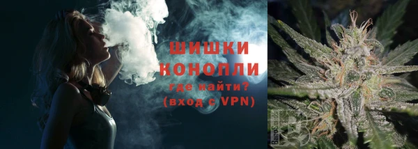 сатива Новокубанск